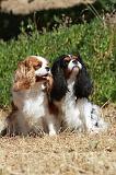 CAVALIER KING CHARLES 320